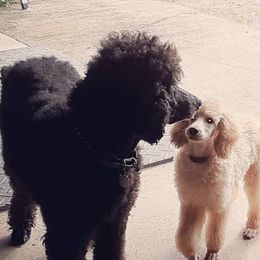 Great Danes and Poodles from Bear Creek Poodlery