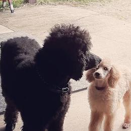 Great Danes and Poodles from Bear Creek Poodlery