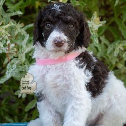 Poodle Puppies from Kindred Kennels