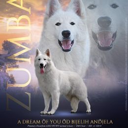 Zumba - Berger Blanc Suisse