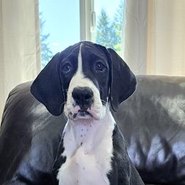 Great Dane Puppies from Uber Alles Great Danes