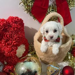 Mickey - White male Morkie puppy in Davie, Florida from Sweet Peluditos