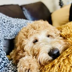 Double Doodle and Goldendoodle All Grown Up from Patterson Doodles