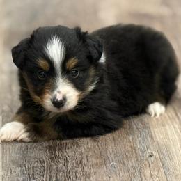 Brody - Black tri male Miniature Australian Shepherd puppy in Ambrose, Georgia from Brandilyn's Aussies