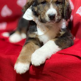 Bernedoodle and Bernese Mountain Dog Puppies from Mountain Top Bernedoodles