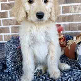 Esther - Cream female Goldendoodle puppy in Caddo Mills, Texas from Fire Wife Doodles