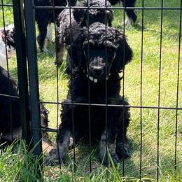 Aspen - Phantom male Poodle puppy in Vaughn, Montana from 406 Poodles
