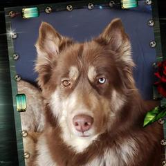 Jersey  - Siberian Husky