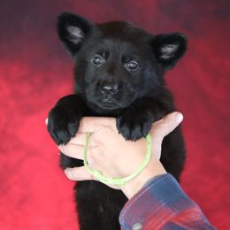 Oakley - Black female German Shepherd puppy in Augusta, West Virginia from Vom Haus Highlands