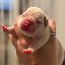 Lilac Platinum - White male French Bulldog puppy in Grafton, Ohio from K&J Frenchies