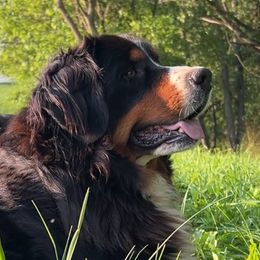 Raine - Bernese Mountain Dog