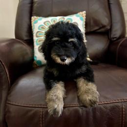 PIP - female Australian Mountain Doodle puppy in Bristow, Oklahoma from 10-Acre Woods Cockapoos