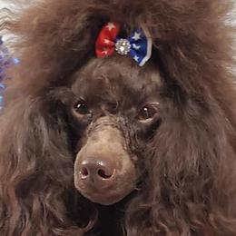 Poodles from Tribal Poodles