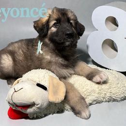 Beyoncé - Black and tan female Shiloh Shepherd puppy in Lancaster, Ohio from Brick Chapel Shilohs