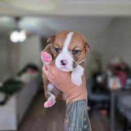 Felix - Sable and white male American Corgi puppy in Tallahassee, Florida from Koko's Korgis