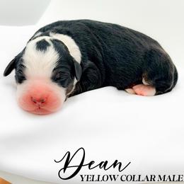Dean - Tri-color male Bernedoodle puppy in Tipton, Indiana from Country Creek Doodles