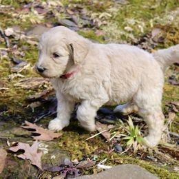 Aussiedoodle and Goldendoodle Puppies from Ford Family Kennels