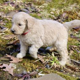 Aussiedoodle and Goldendoodle Puppies from Ford Family Kennels