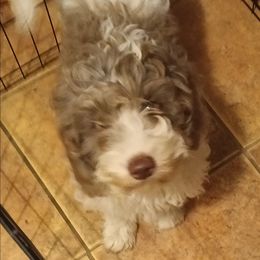 Saffron - Tri-color male Cavapoo puppy in East Providence, Rhode Island from Marta's Cavaliers