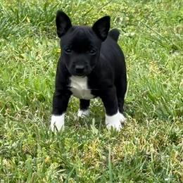 Boy 2 - Black and white male Rat Terrier puppy in Bee Branch, Arkansas from Rust Creek Rat Terrier’s