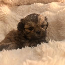 Chai - Brindle female Shih Tzu puppy in Peoria, Arizona from Jodi’s Shihtzus