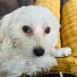 Sophie - Coton de Tulear