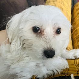 Sophie - Coton de Tulear