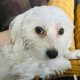 Sophie - Coton de Tulear