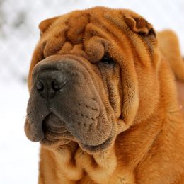 Chinese Shar-Pei Puppies from Willo Shar-Pei