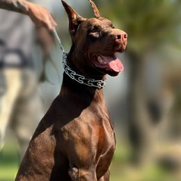 Wrangler - Doberman Pinscher