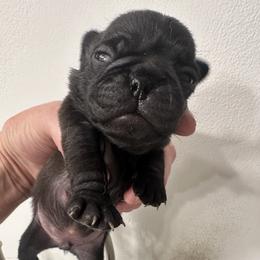 Ollie - Black male Pug puppy in Boynton Beach, Florida from Camp Pug