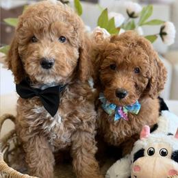 Iron puppy - Cream male Goldendoodle puppy in Yuciapa, California from AlltheDoodlez_