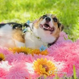 Gemma - Pembroke Welsh Corgi