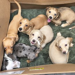 Dachshund puppies from Costal Cream Doxies