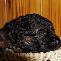 Blue collar - Black and red male German Shepherd puppy in Howell, Michigan from Sheyenne’s Shepherds
