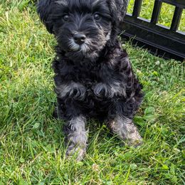 Boy 2 - Black Schnoodle puppy in Holmesville, Ohio from Pawsome Puppies
