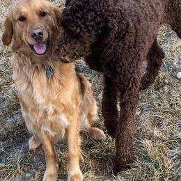 Aussiedoodles, Goldendoodles, and Golden Retrievers from Cochran’s Doodles