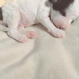 Darla - Parti female Goldendoodle puppy in Newark, New Jersey from Westmorelandislandpups