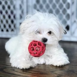 Maltese Puppies from Leona's Maltese