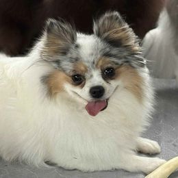 Starla - Pomeranian