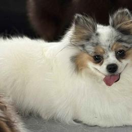 Starla - Pomeranian