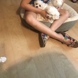 Maltese and Shih Tzu Puppies from Pamspups