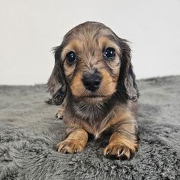 Red dapple female - Dapple female Dachshund puppy in Belle Rive, Illinois from Akin's Miniature Dachshunds, LLC