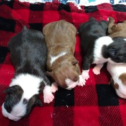 Boston Terrier Puppies from J & T Bostons