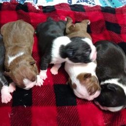 Boston Terrier Puppies from J & T Bostons