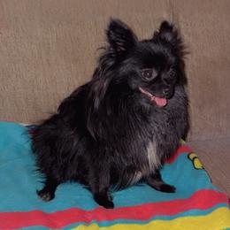 Ari - Pomeranian