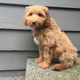 Goldendoodles and Labradoodles from Dunedoodles