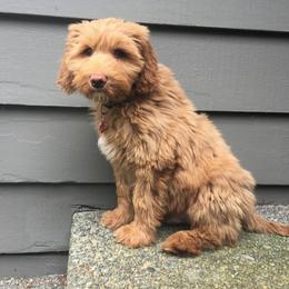Goldendoodles and Labradoodles from Dunedoodles