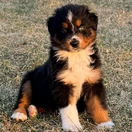 Greg - Black tri-color male Australian Shepherd puppy in Atkinson, Illinois from Diamond Ridge Aussies
