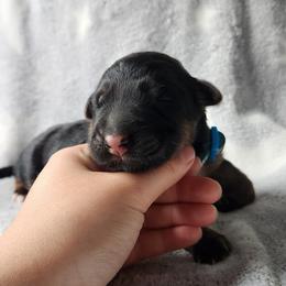German Shepherd Puppies from Von WestLynn German Shepherds